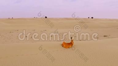 女人在巴克汉的沙漠里散步。 金色的女孩在阳光下的沙漠中走在沙丘上，风吹乱了她的头发